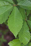 Chestnut oak